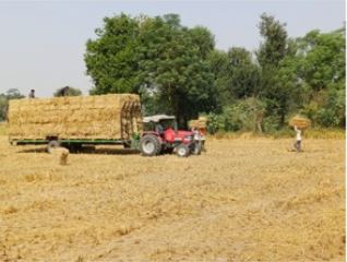 Stubble Loading for Transportation.JPG