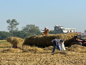 Farmers lifting stubble for Fodder.JPG